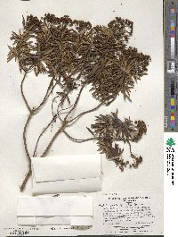 Senecio crusoei image