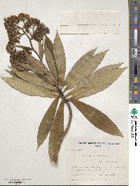 Senecio thurifer image