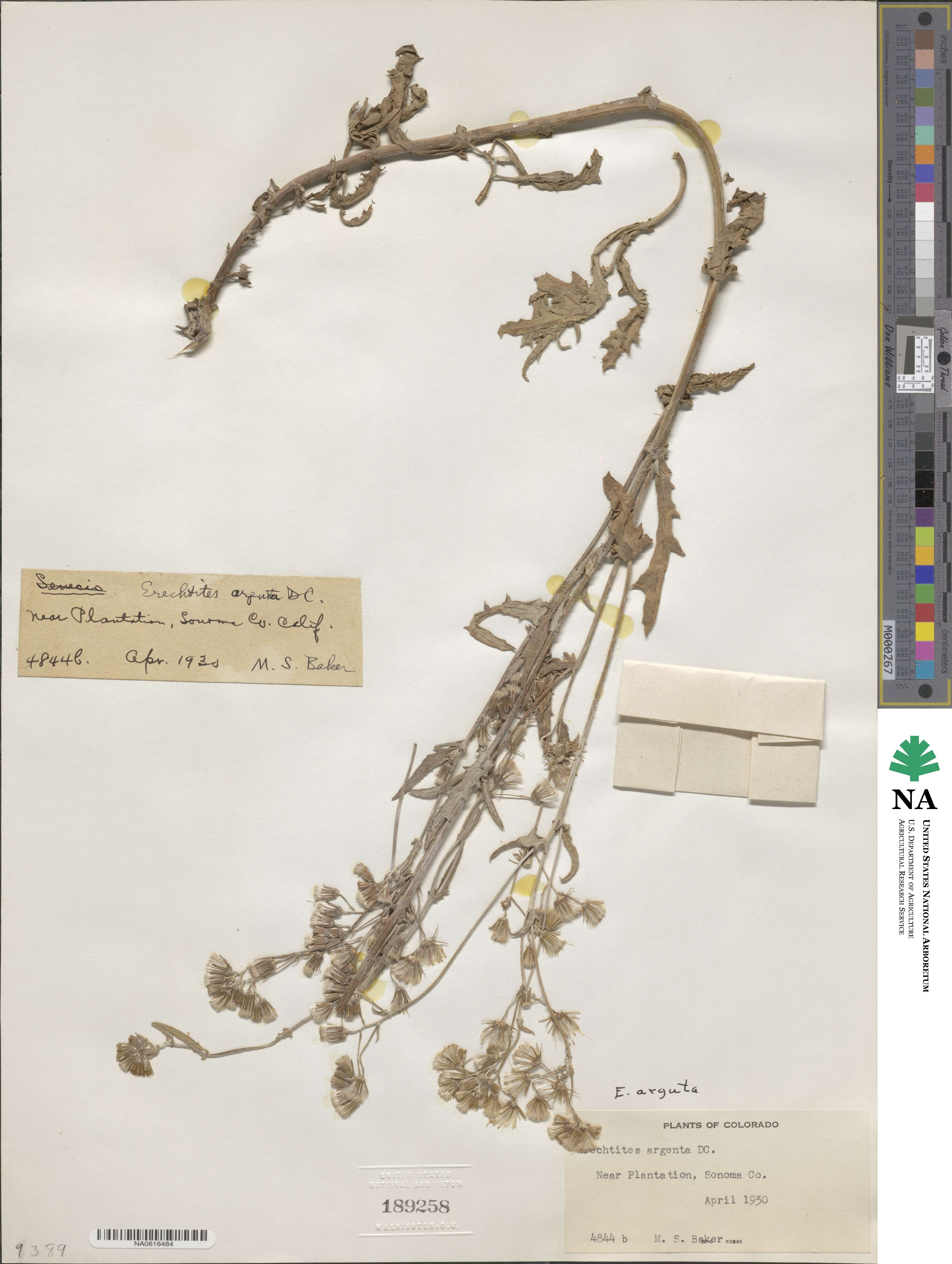 Senecio glomeratus image