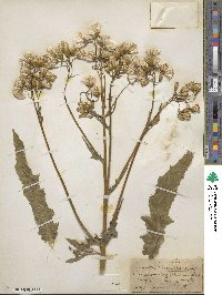 Erechtites hieraciifolius image