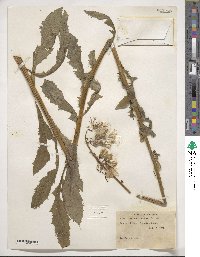 Erechtites hieraciifolius image