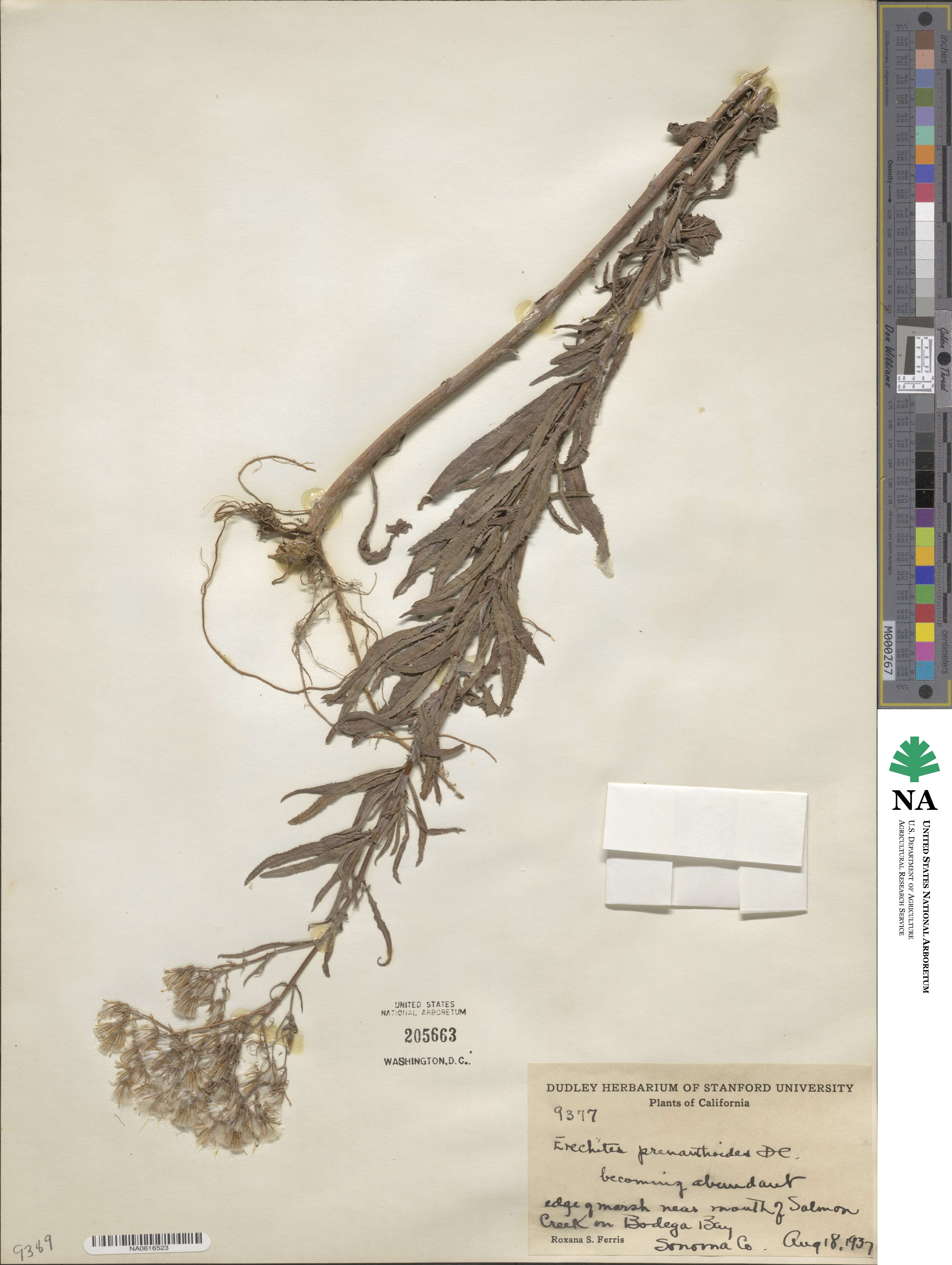 Erechtites prenanthoides image