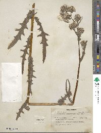 Erechtites hieraciifolius image