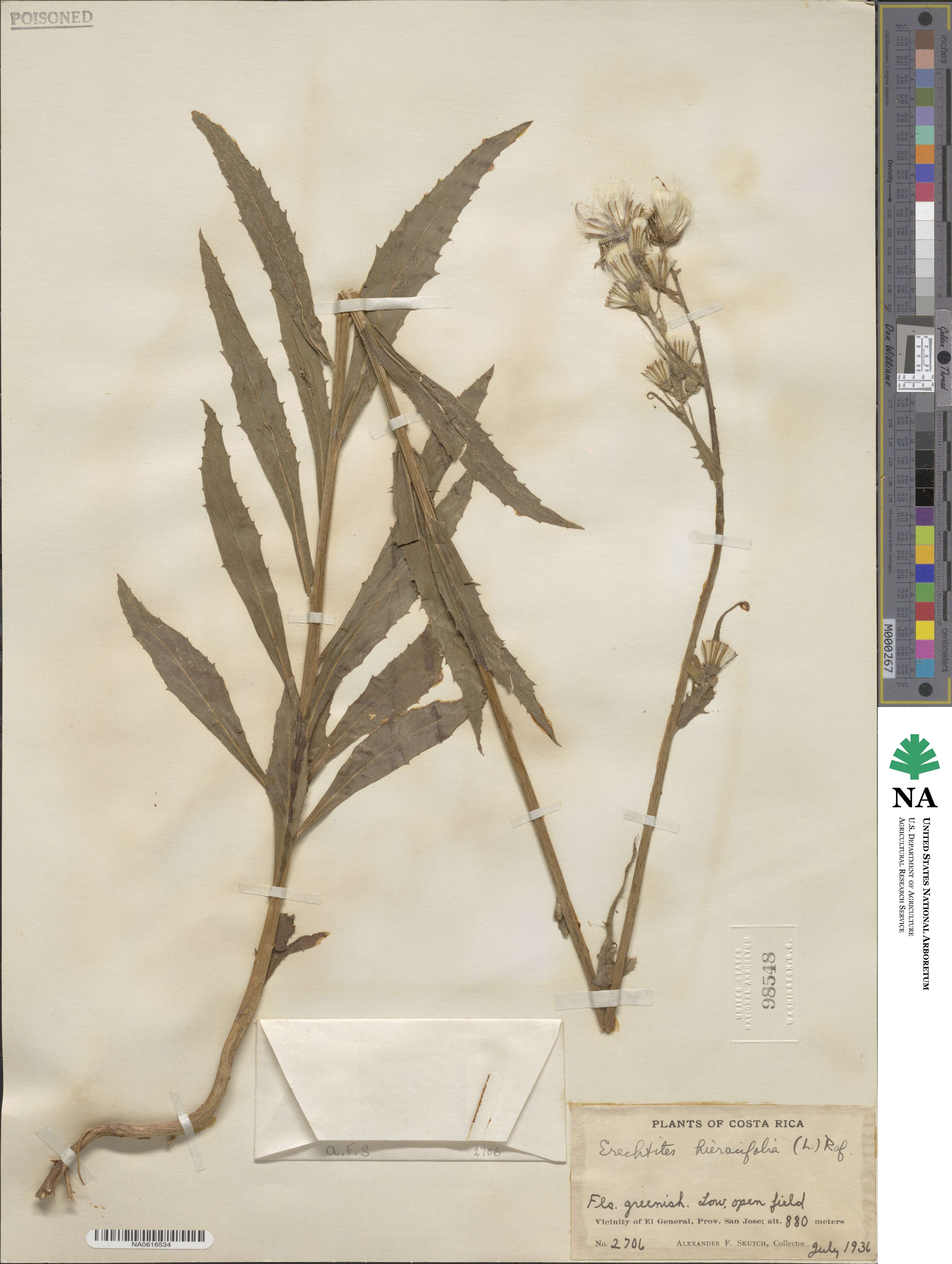 Erechtites hieraciifolius image