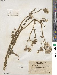 Erechtites hieraciifolius image