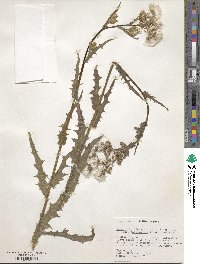 Erechtites hieraciifolius var. cacalioides image