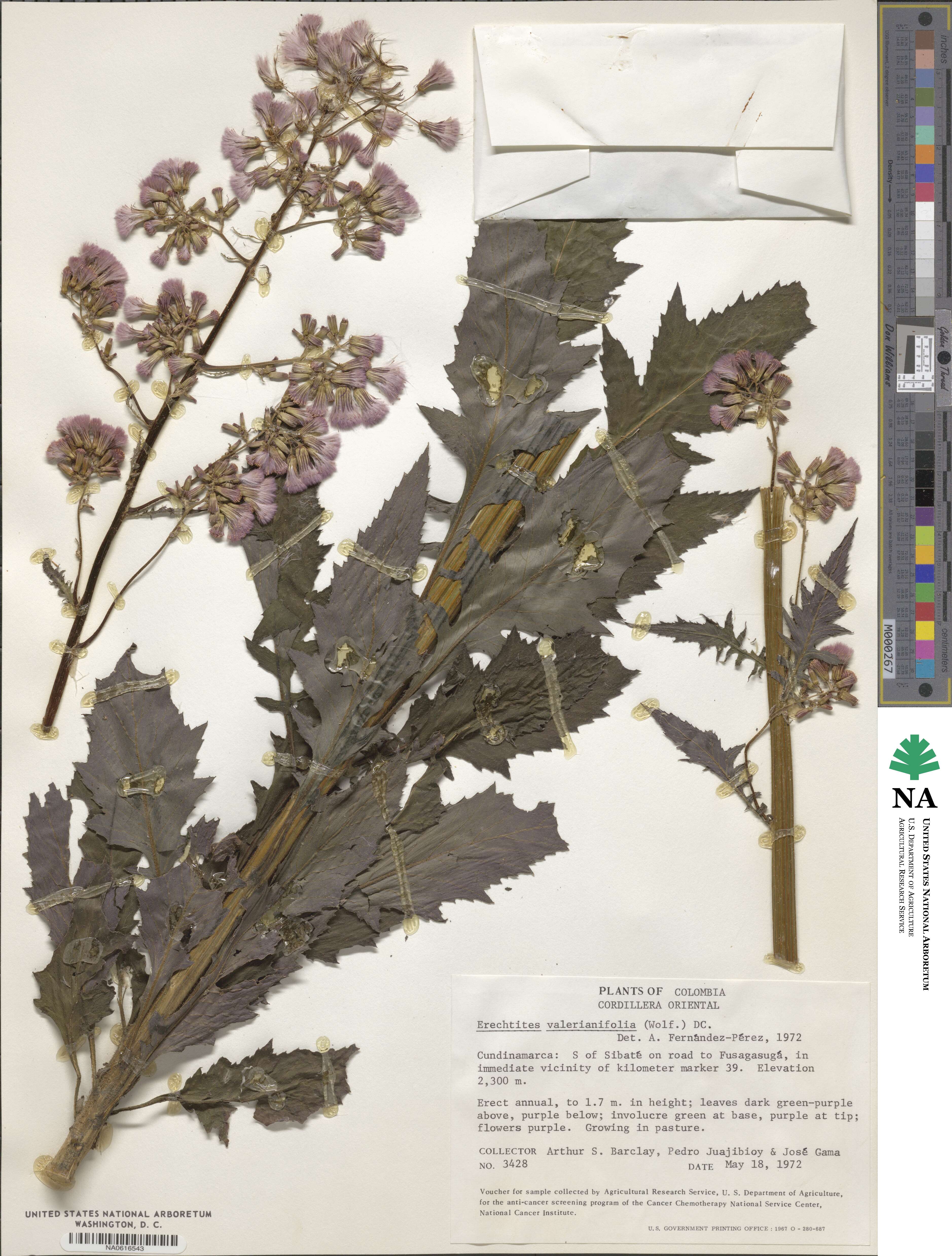 Erechtites valerianifolius image