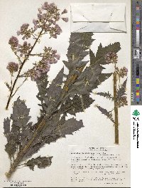 Erechtites valerianifolius image