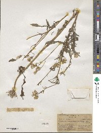 Erechtites valerianifolius image