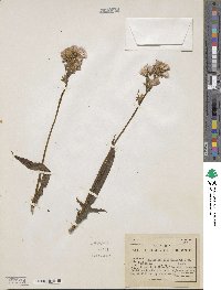 Erechtites valerianifolius image