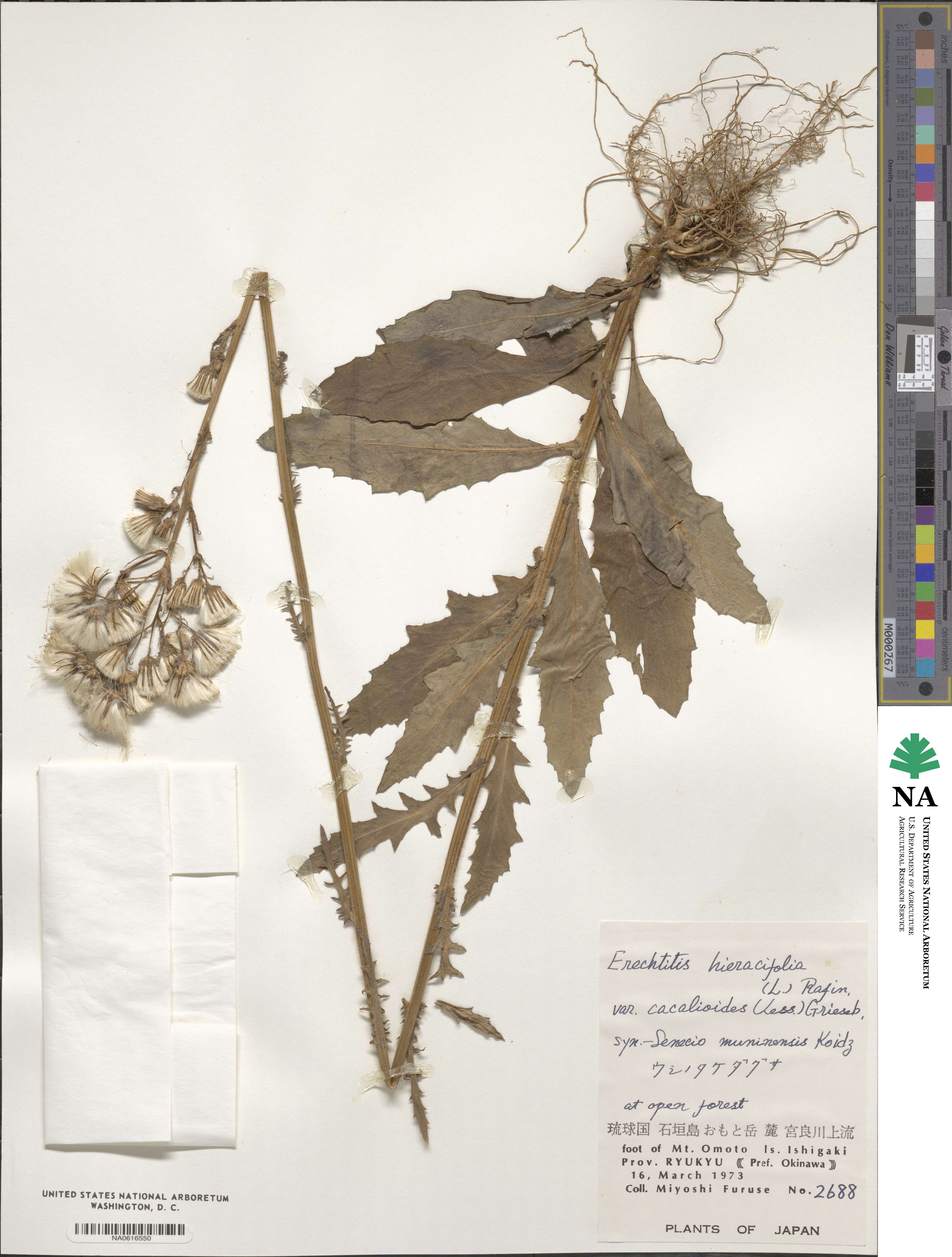 Erechtites hieraciifolius var. cacalioides image