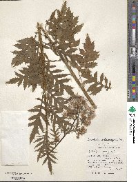 Erechtites valerianifolius image