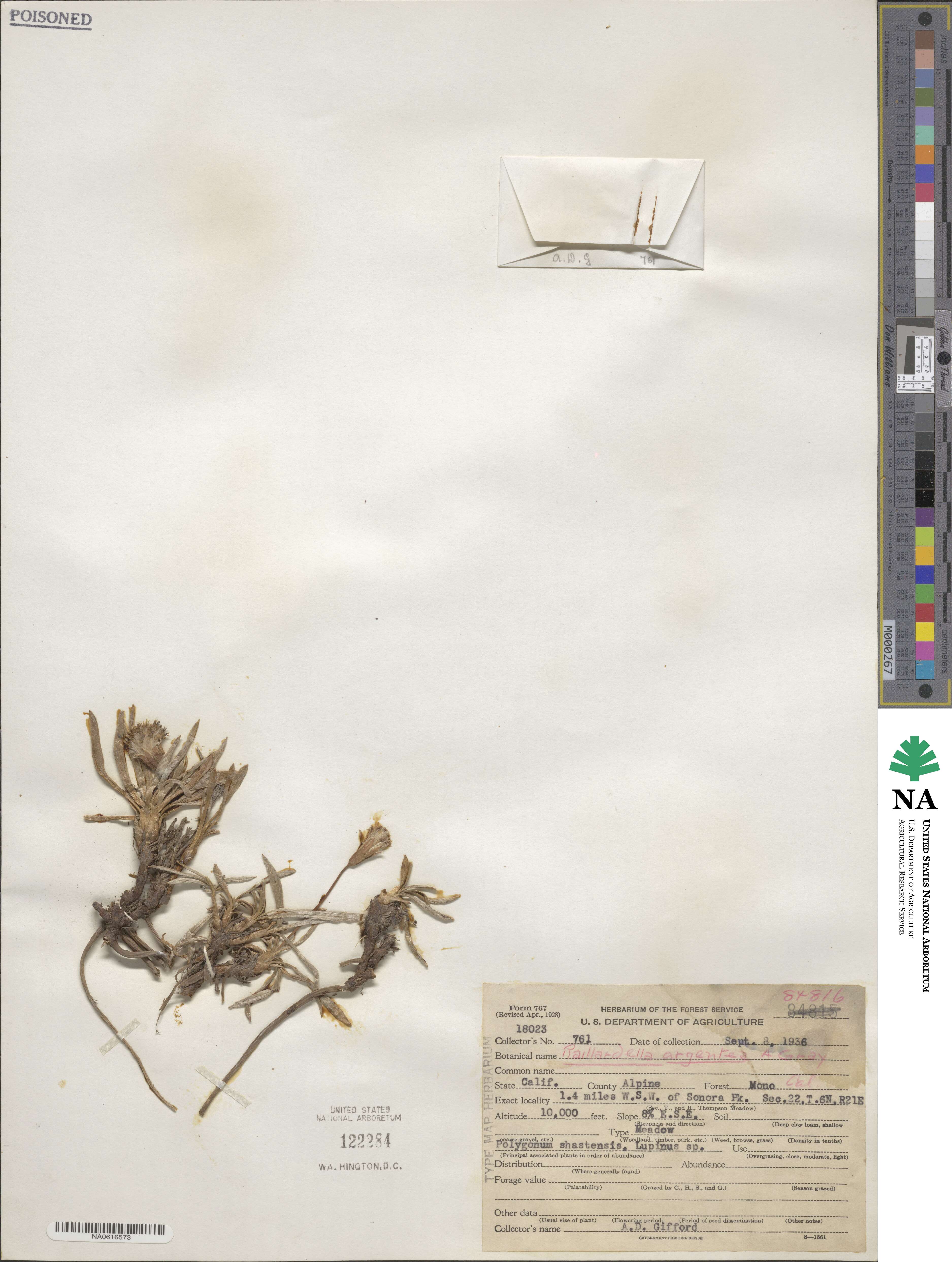 Raillardella argentea image