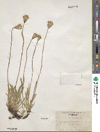 Raillardella scaposa image