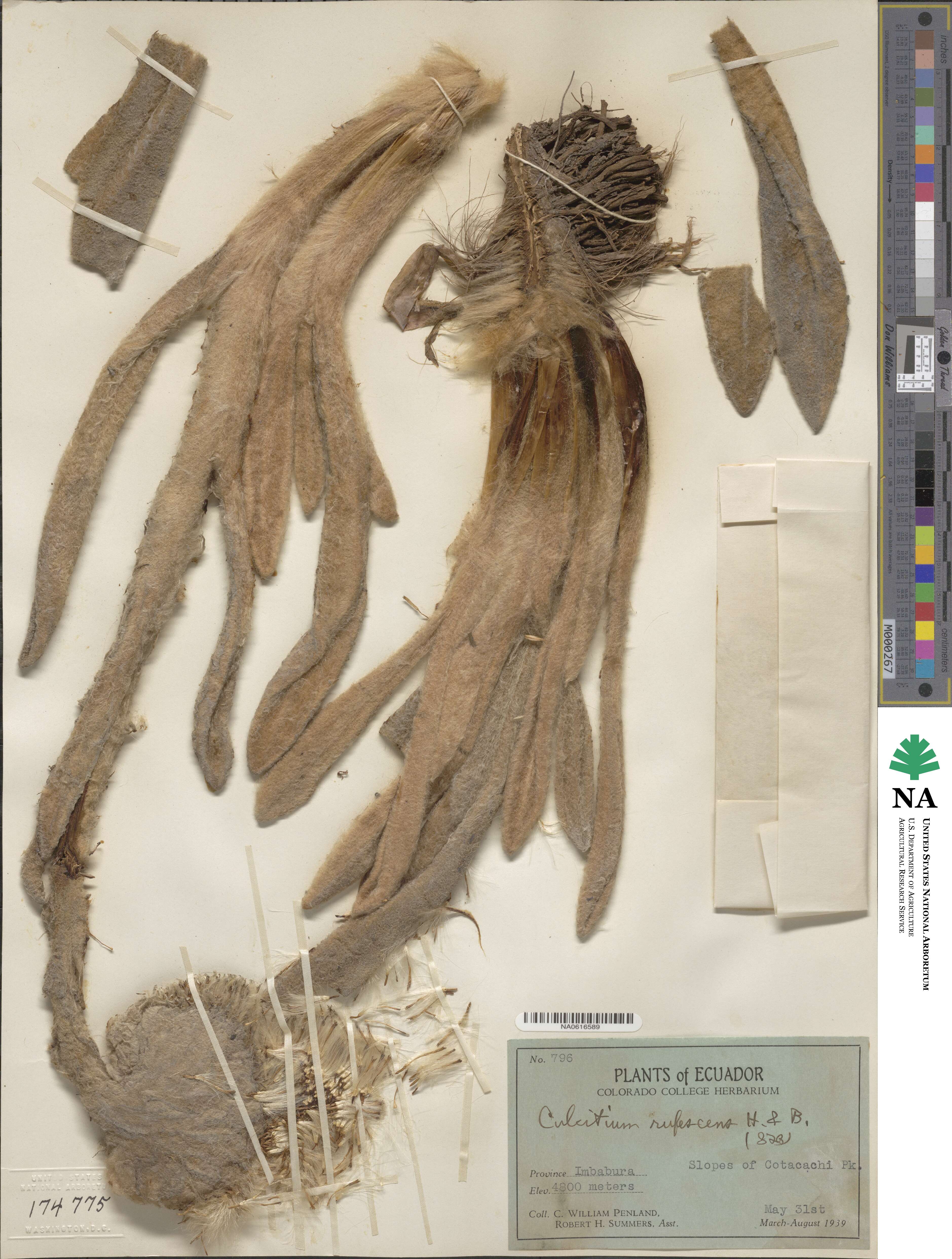 Culcitium canescens image
