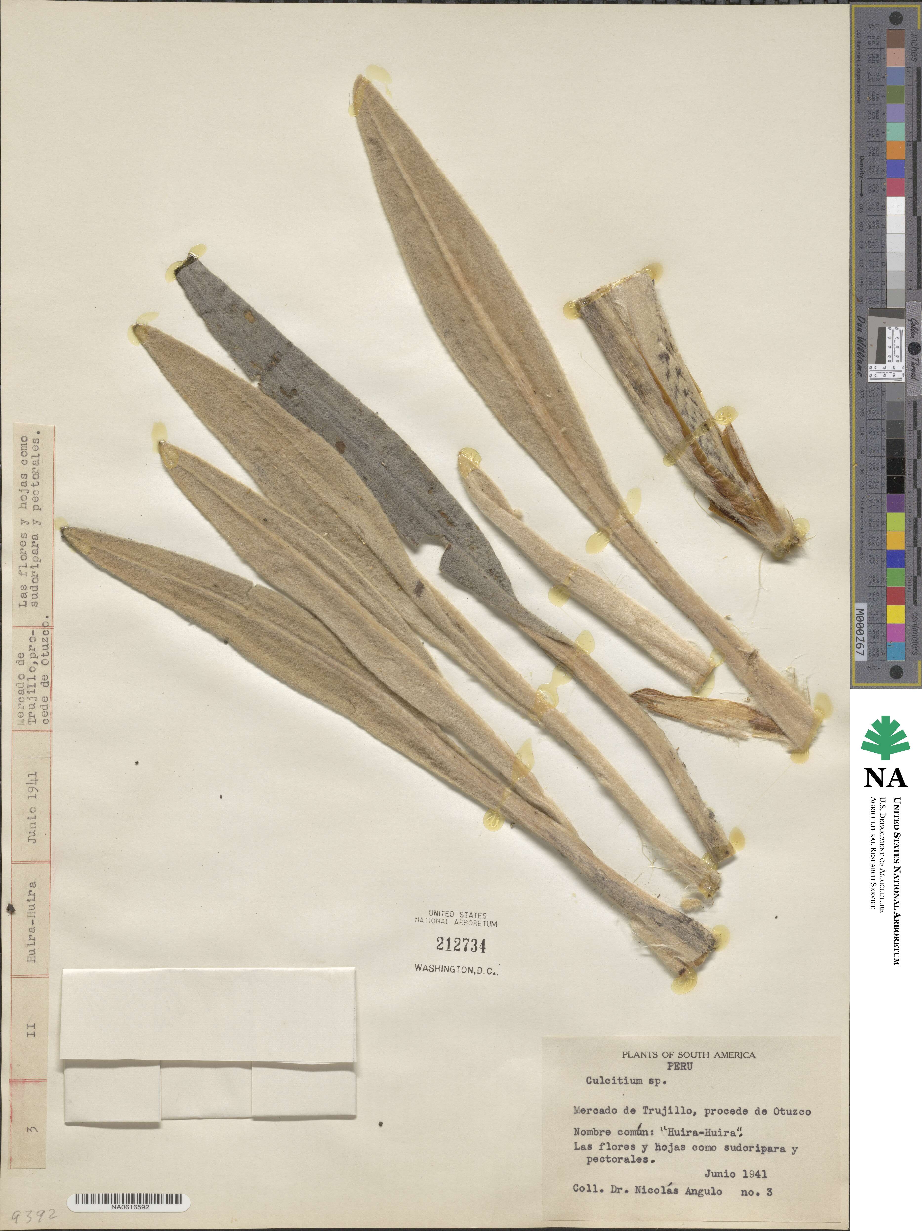 Culcitium image