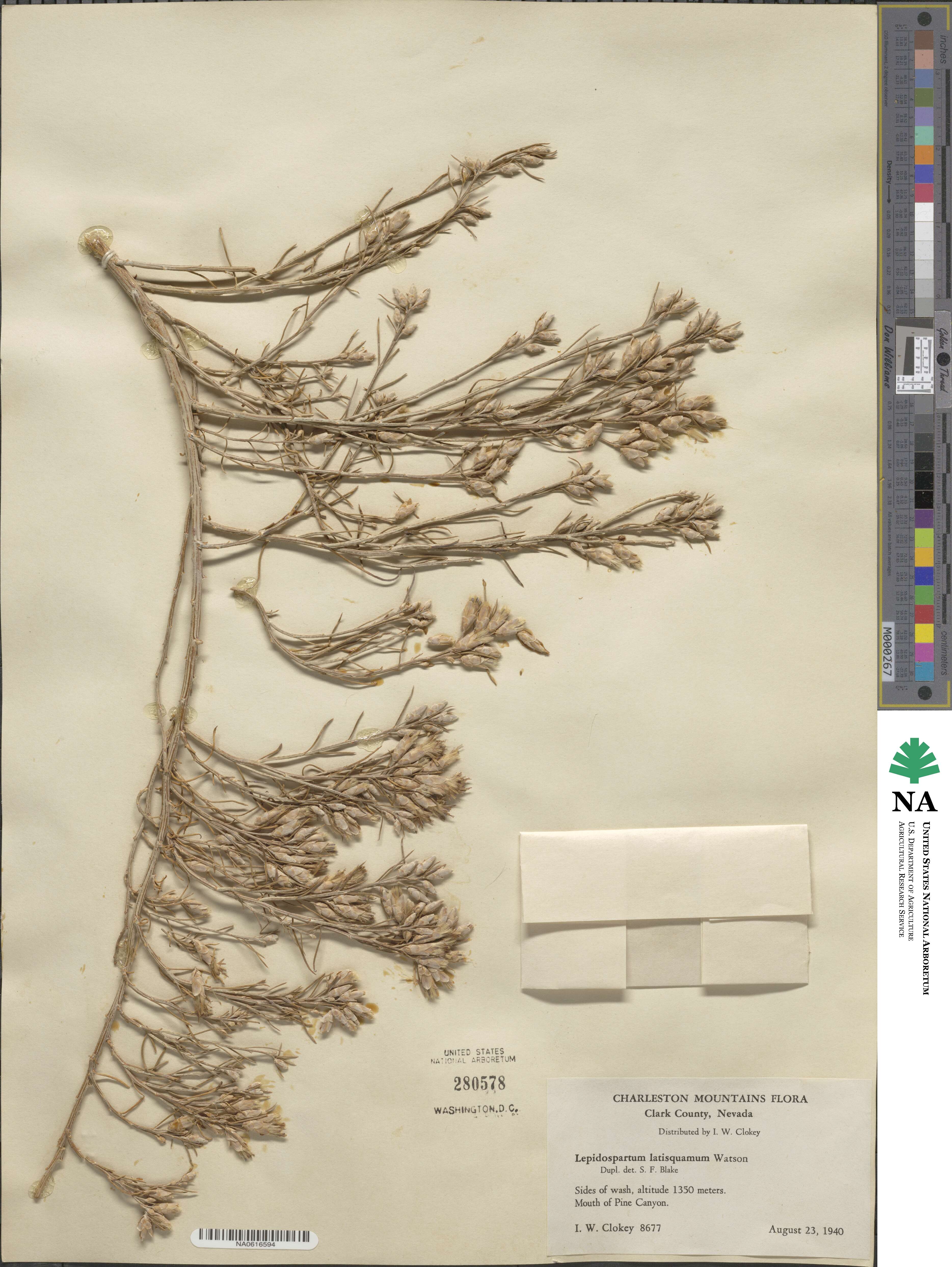 Lepidospartum latisquamum image