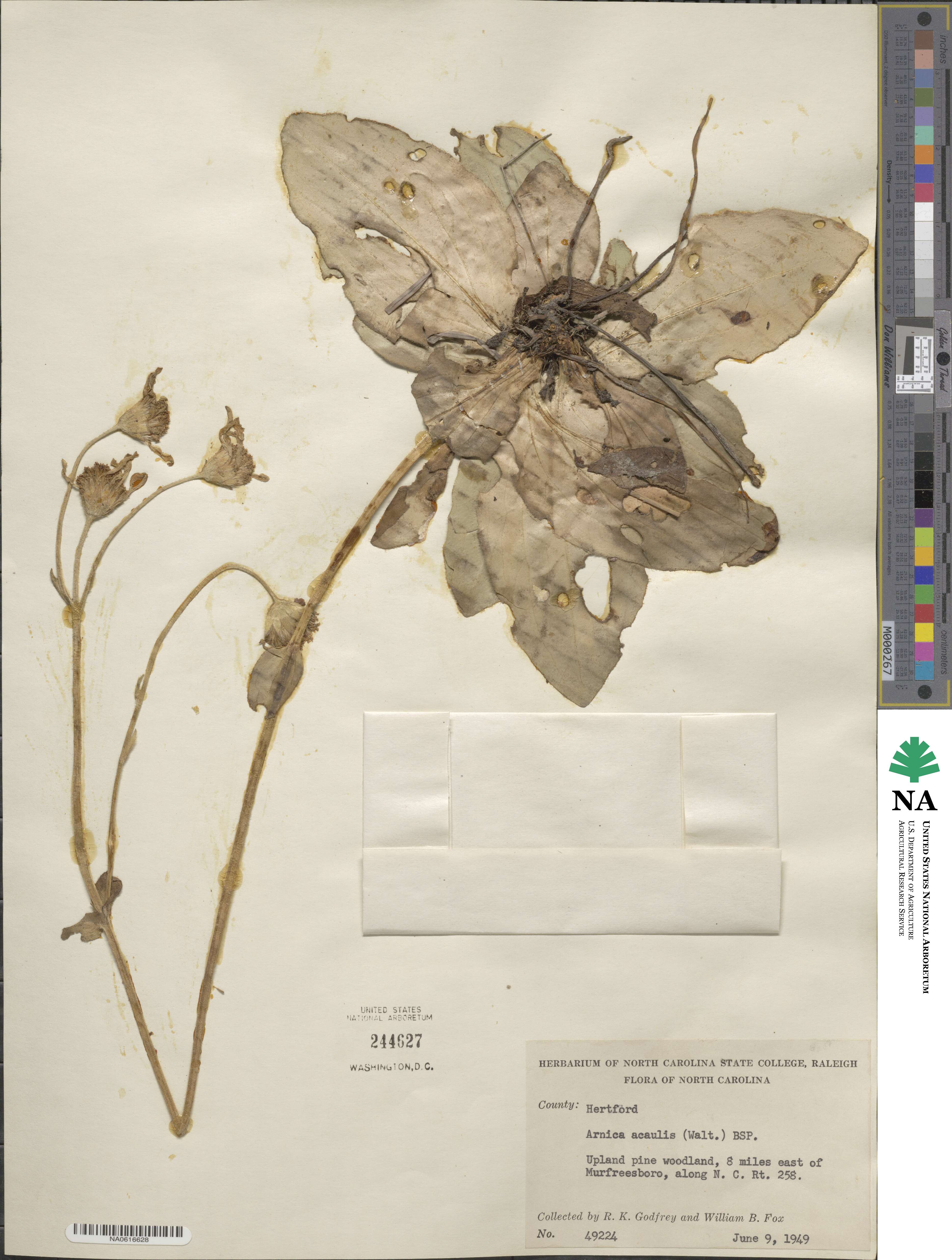 Arnica acaulis image