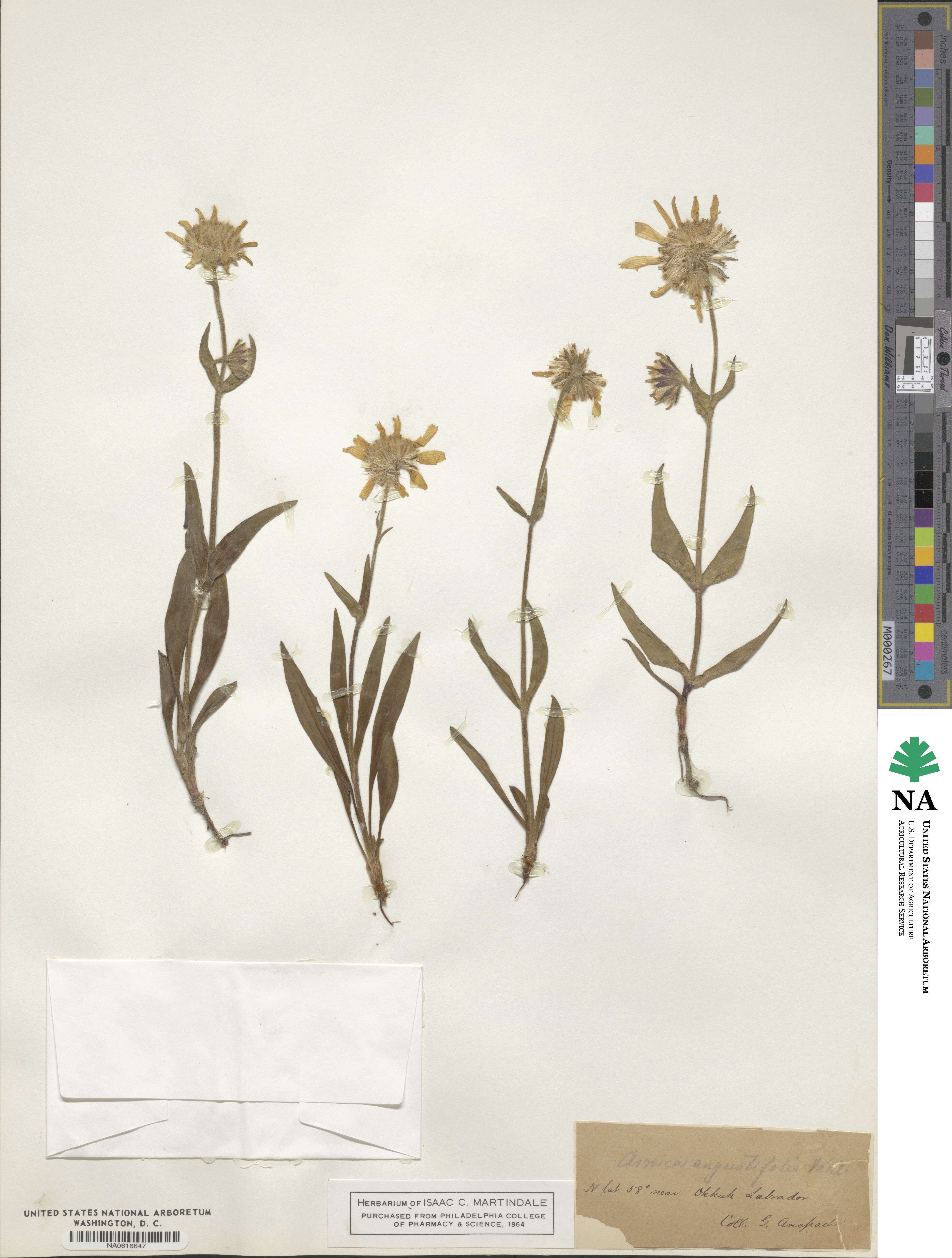 Arnica angustifolia image