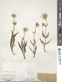 Arnica angustifolia image