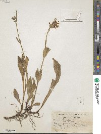 Arnica lanceolata subsp. prima image