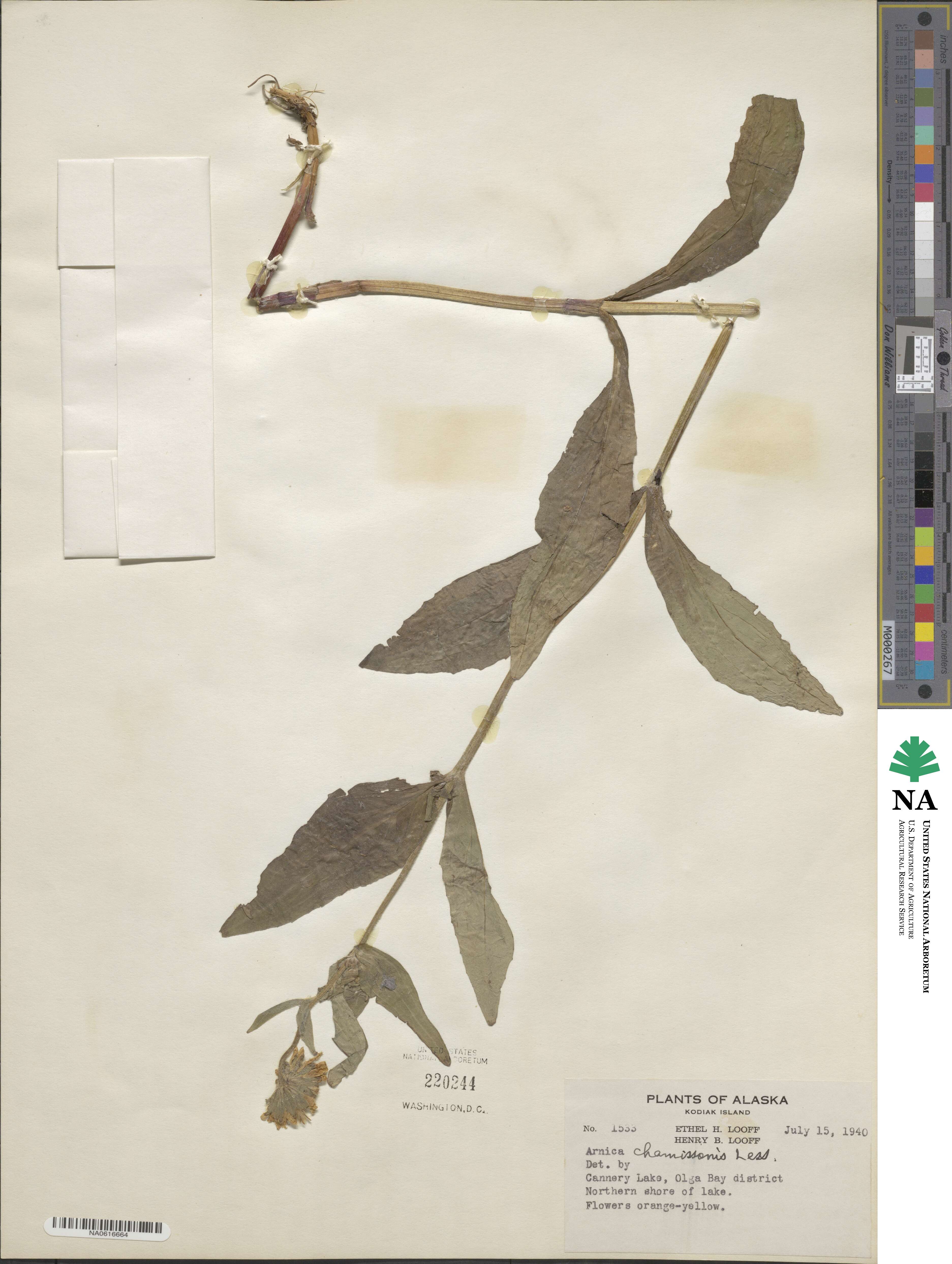 Arnica chamissonis image