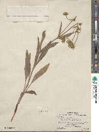 Arnica chamissonis var. foliosa image