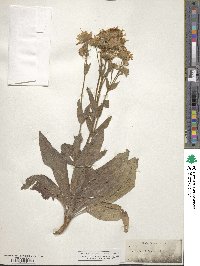 Arnica chamissonis image