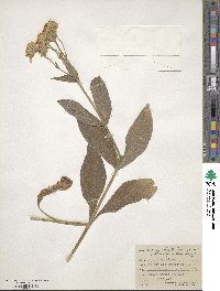 Arnica chamissonis image