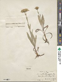 Arnica chamissonis image