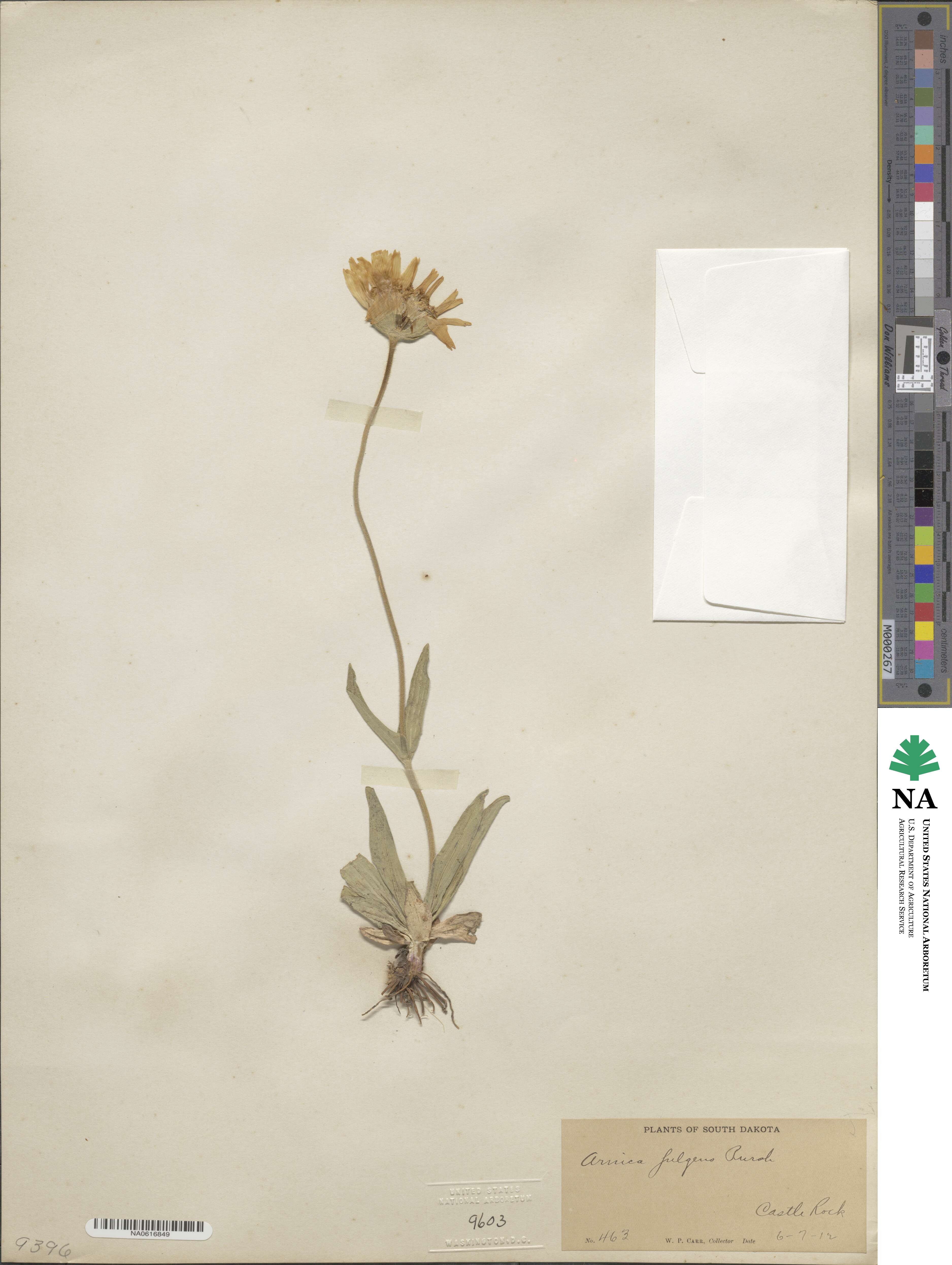 Arnica fulgens image