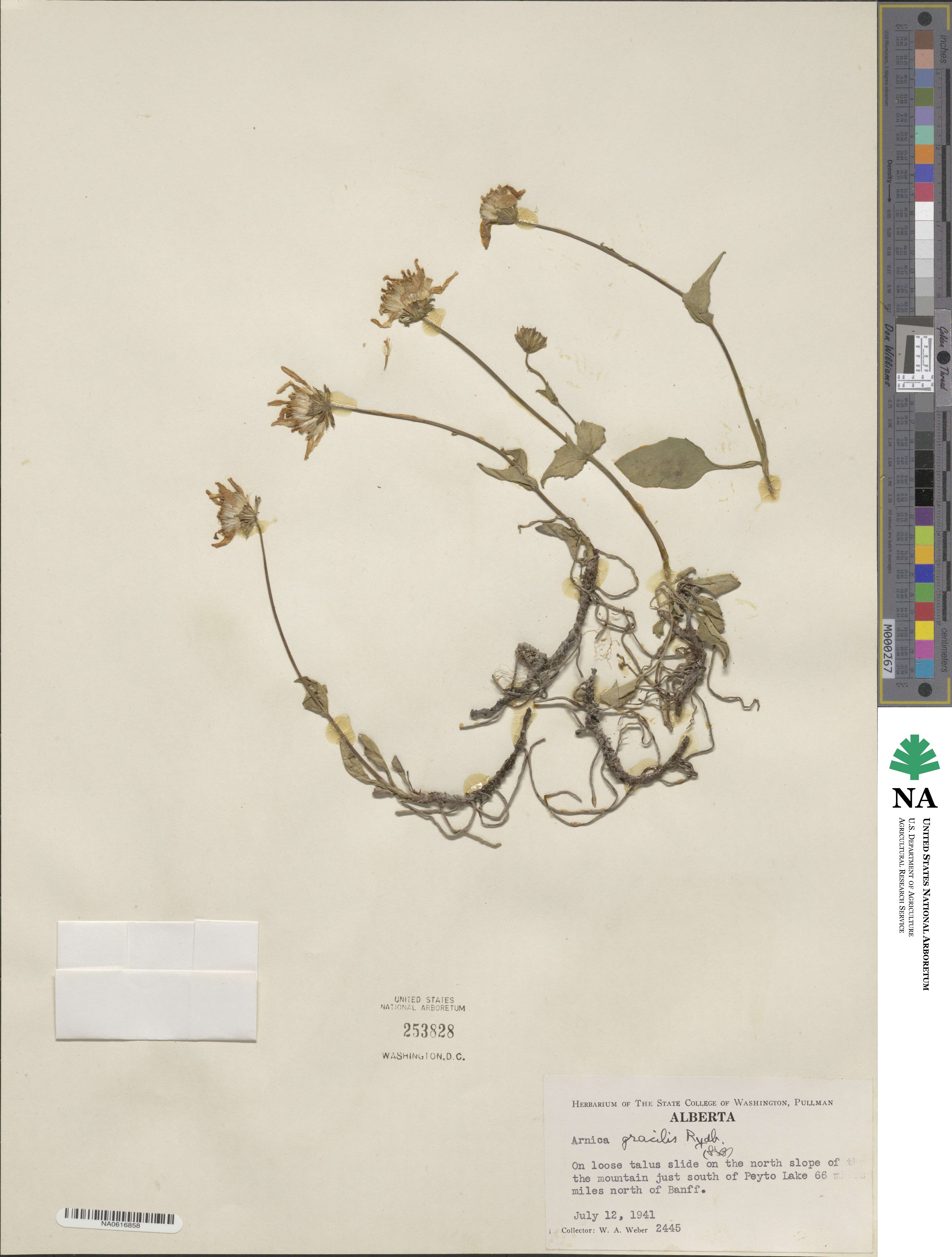 Arnica gracilis image
