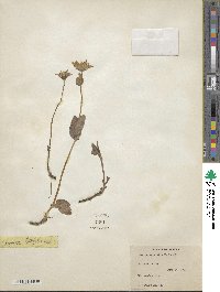 Arnica latifolia image