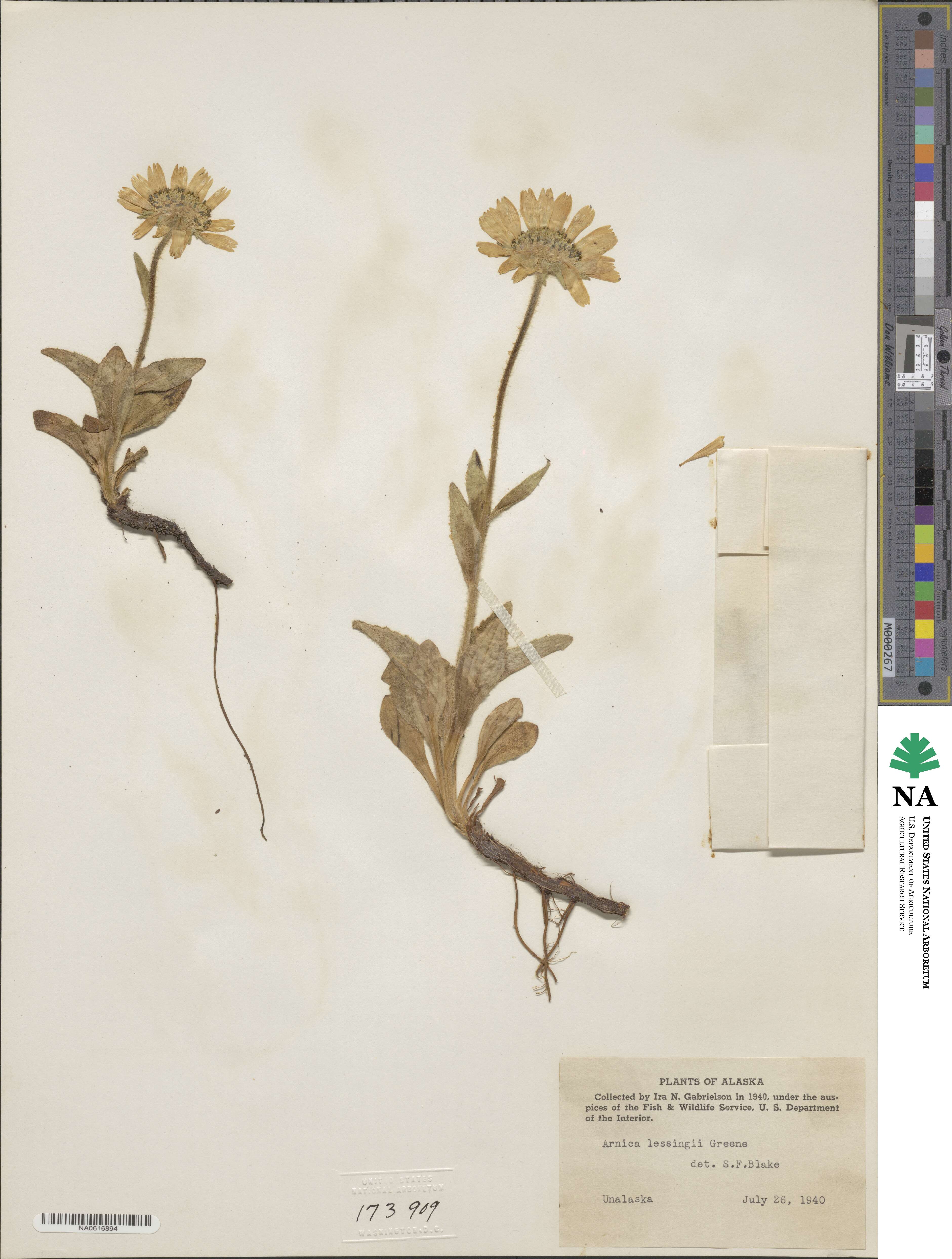 Arnica lessingii image