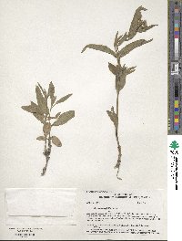 Arnica longifolia image