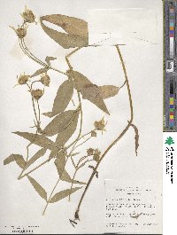 Arnica longifolia image