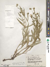 Arnica longifolia image