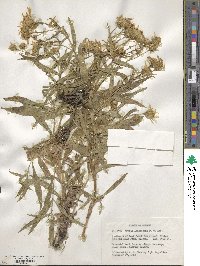 Arnica longifolia image