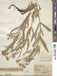 Arnica longifolia image