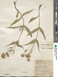 Arnica longifolia image