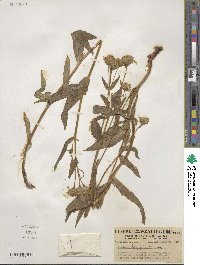 Arnica longifolia image