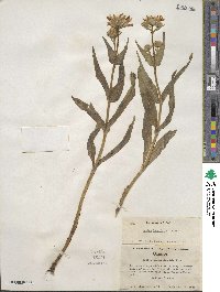 Arnica longifolia image