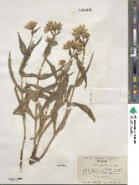 Arnica longifolia image