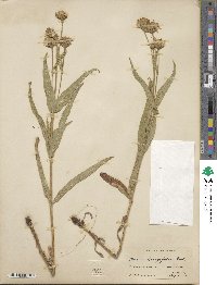 Arnica longifolia image