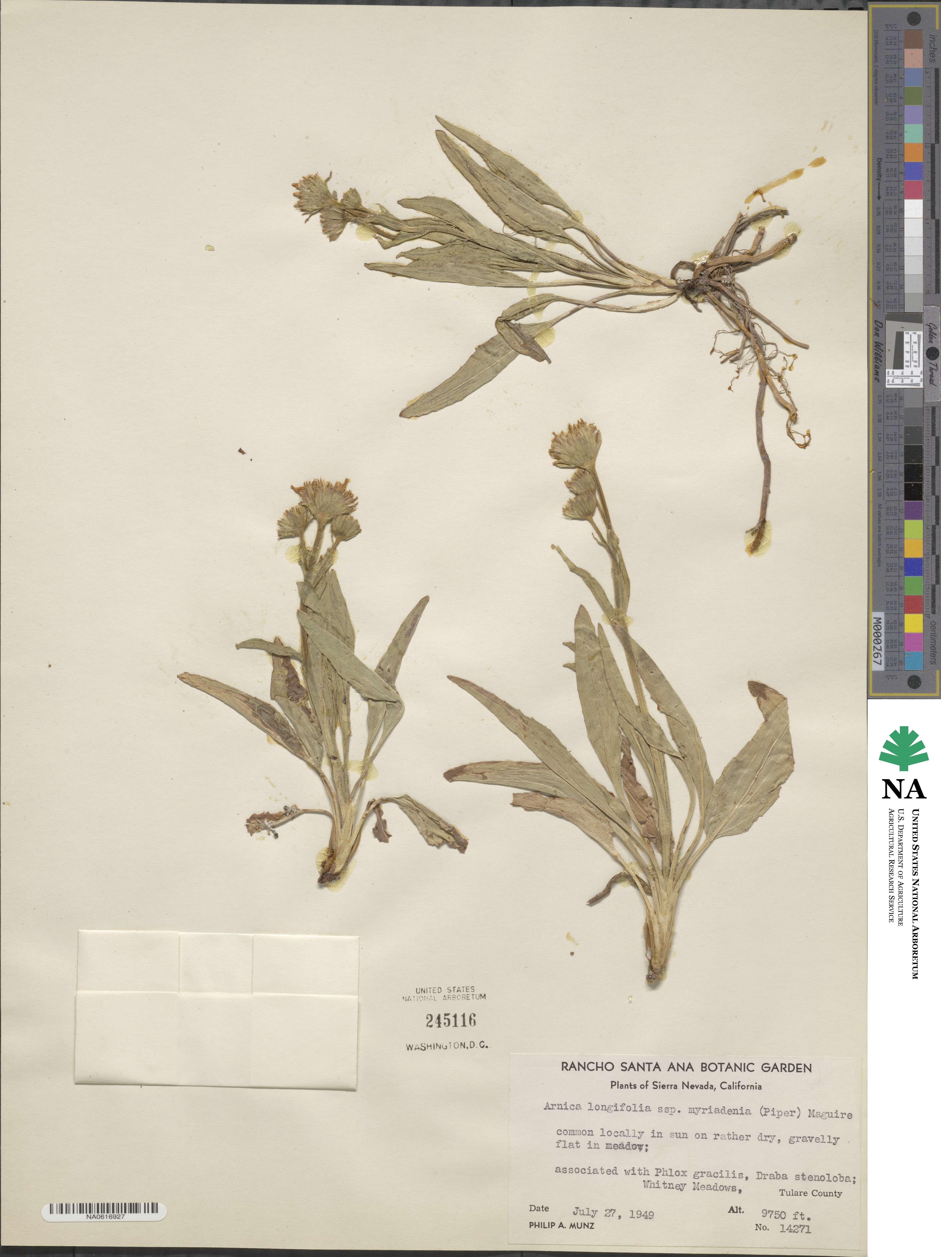 Arnica longifolia image