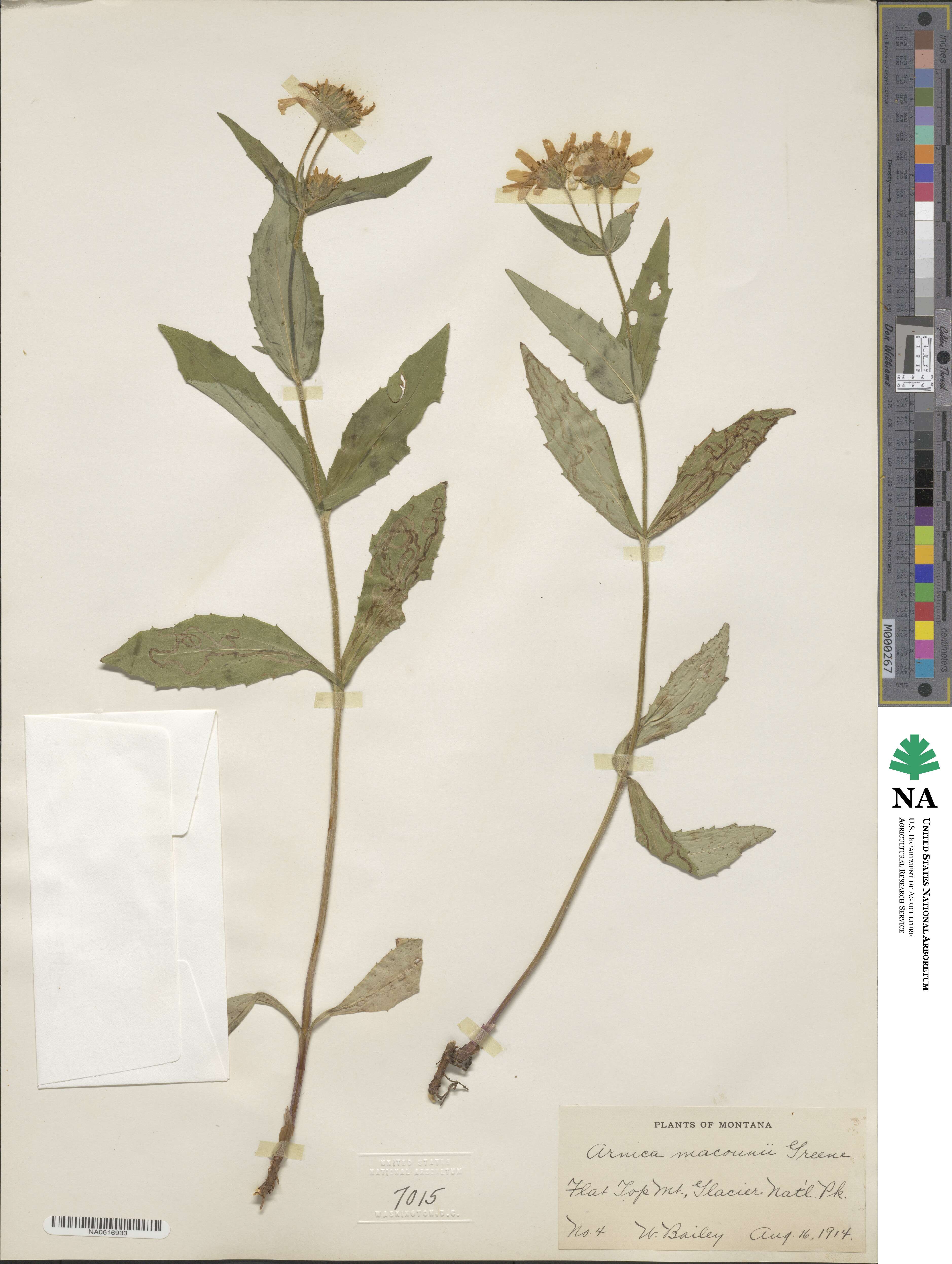 Arnica lanceolata subsp. prima image