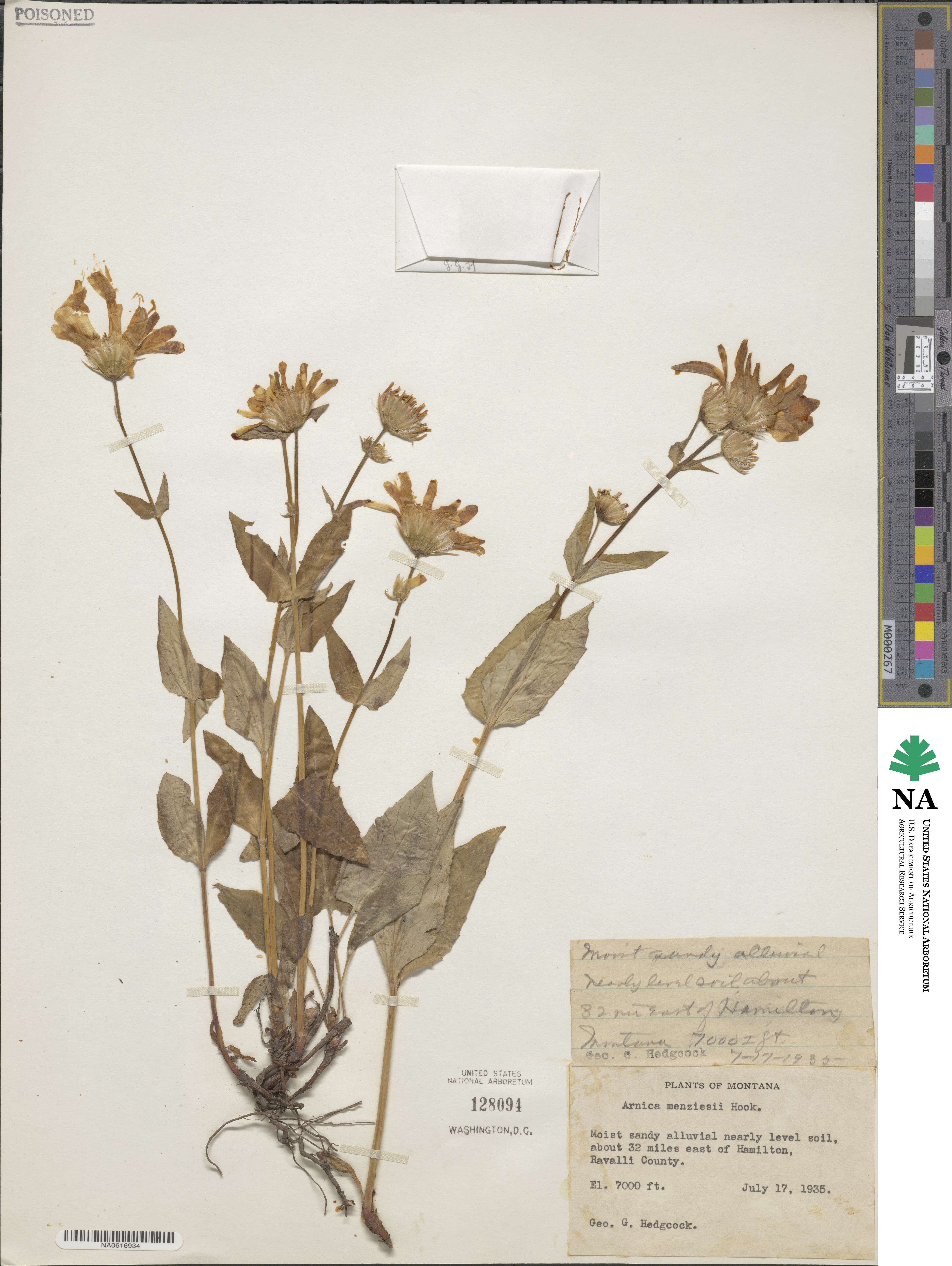 Arnica latifolia image