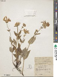 Arnica latifolia image