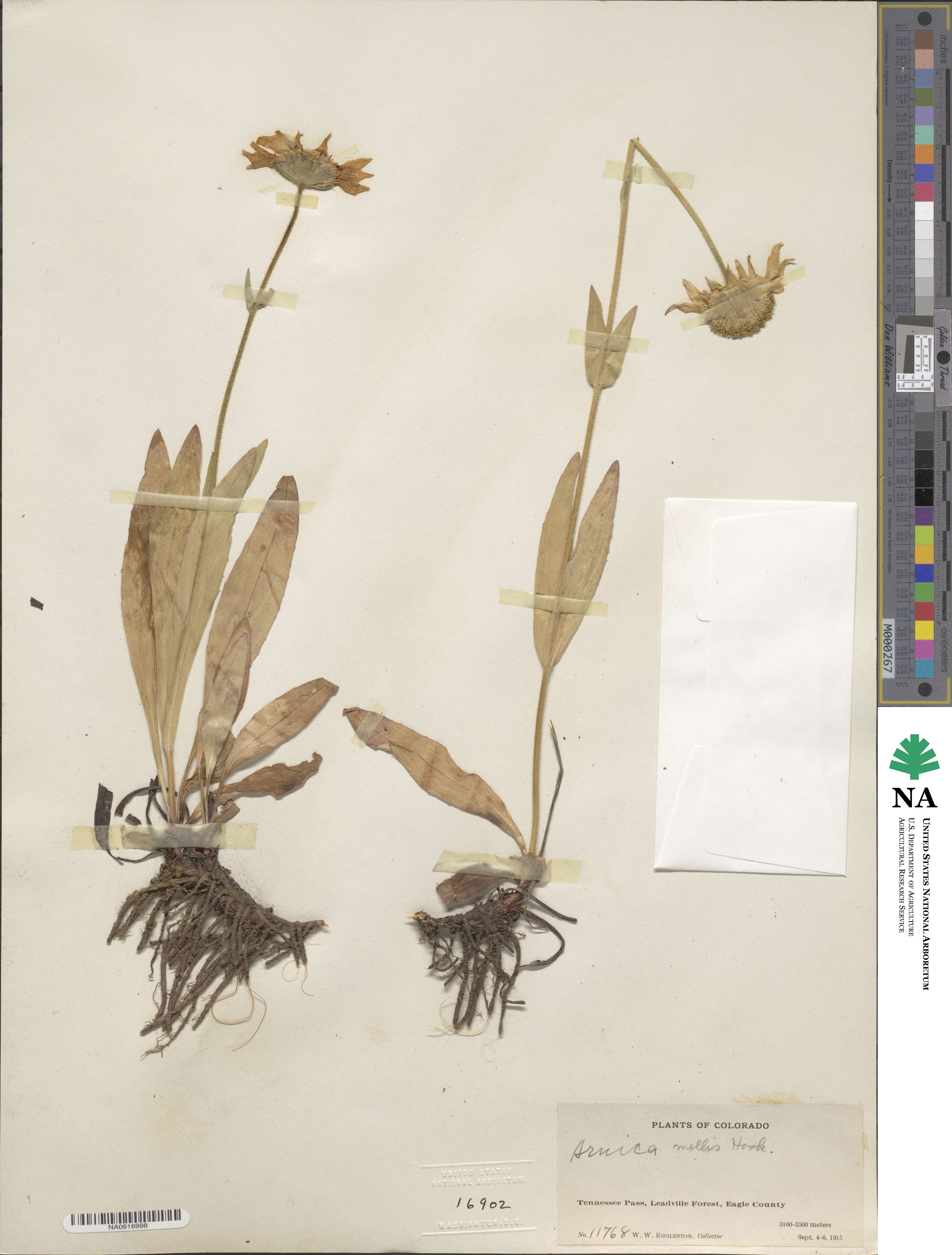 Arnica mollis image