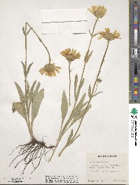 Arnica sororia image